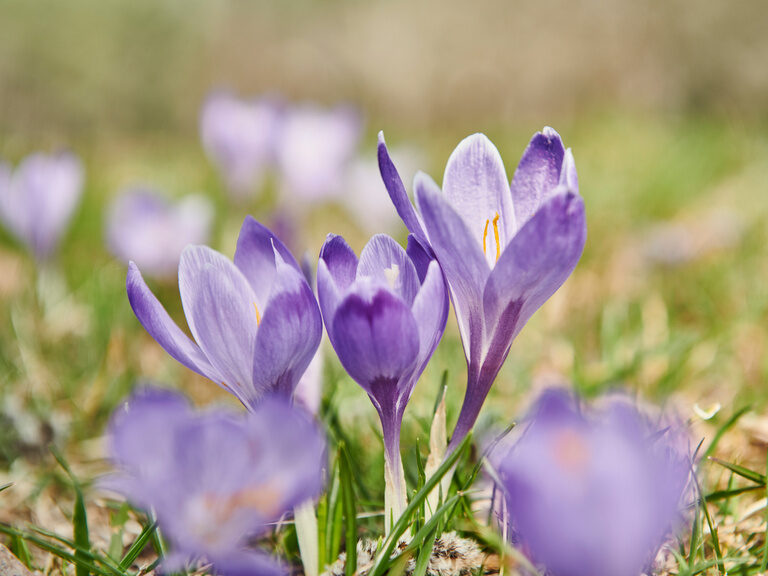 Nahaufnahme von blühenden violetten Krokussen im Frühling